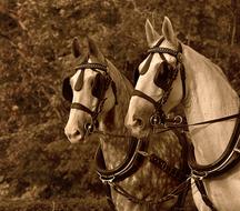 sledding horses