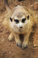 meerkat looking at camera