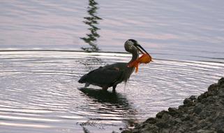 Bird Blue Heron