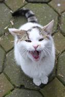 Cat House Pet