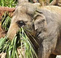 Animal Mammal Elephant
