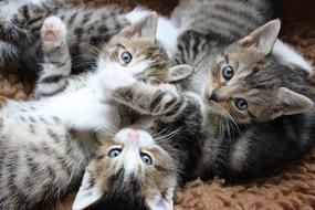 cute kittens in a bunch
