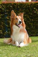 Collie Dog