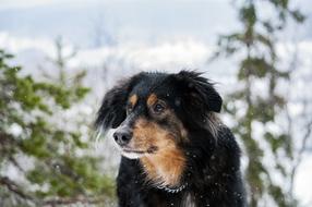 Dog Mongrel Pet