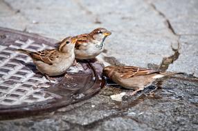 Sparrow Birds Drinking water on street