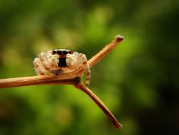 Spider Web Insect