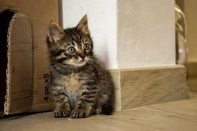 Cat Kitten Animal