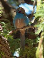 Ethiopia Bird Animal