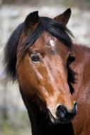 Pony Animal Animals