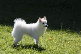 funny white dog