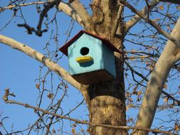 Wooden House Wood