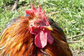Chicken Feathers Comb
