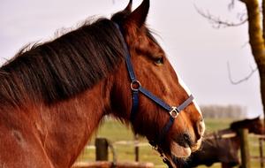 Shire Horse Big