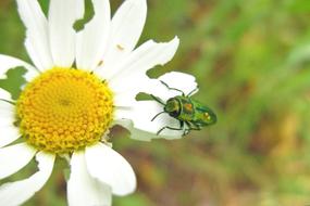 Beetle Buprestidae Jewel