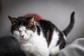 Cat Pets Animals