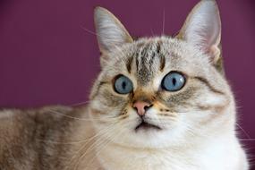 Cat Cute Look