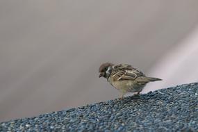 Sparrow Bird
