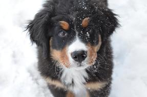 Bernese Mountain Puppy
