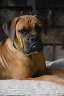 funny dog ​​looking at the camera