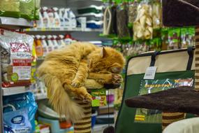 Cat Bed
