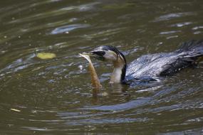 Bird Food Melbourne