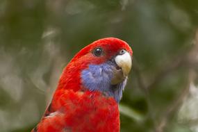 Bird Australia Naturaleza