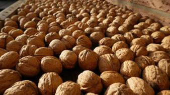 Walnut harvest in a box