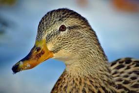 closeup of duck face