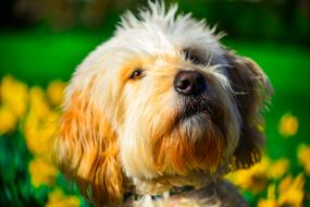 Golden Doodle Portrait Spring