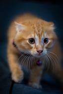 Cat Feline Animal