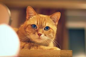 Cat Red-Headed macro