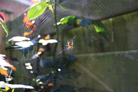 Cobweb Spider Web Wet