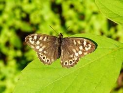 Insect Butterfly on green leaf