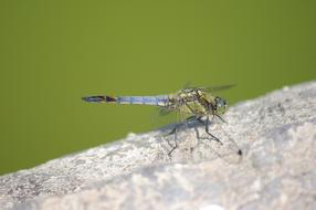 colorful dragonfly on a rock