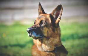 German Shepherd Old macro