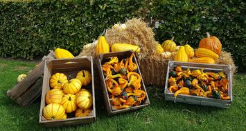 Delicious pumpkins in boxes in front of a haystack