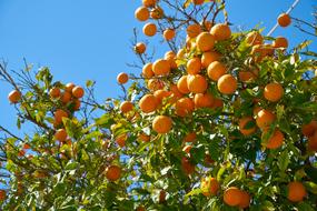 ripe tangerines on a tree