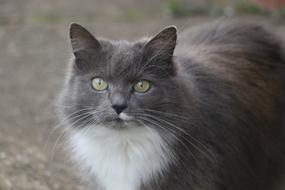 Cat Cats Eyes Eye