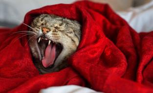 Yawning Cat Feline