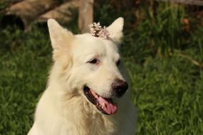 Dog Animal Animals