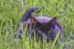 Cat sitting on Field