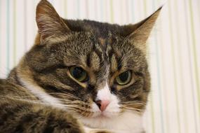 Cat Portrait Fur