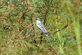 Bird Wild Wildlife