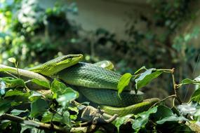 Snake Zoo Animal