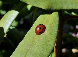 Spring Ladybug Insect