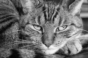 Cat Tiger