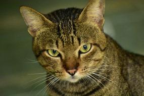 Cat Eyes Whiskers