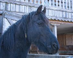 Horse Head Animal