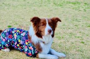 Dog Wear Lawn Fine