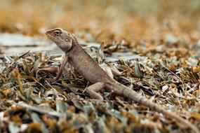 Iguana Animal Top